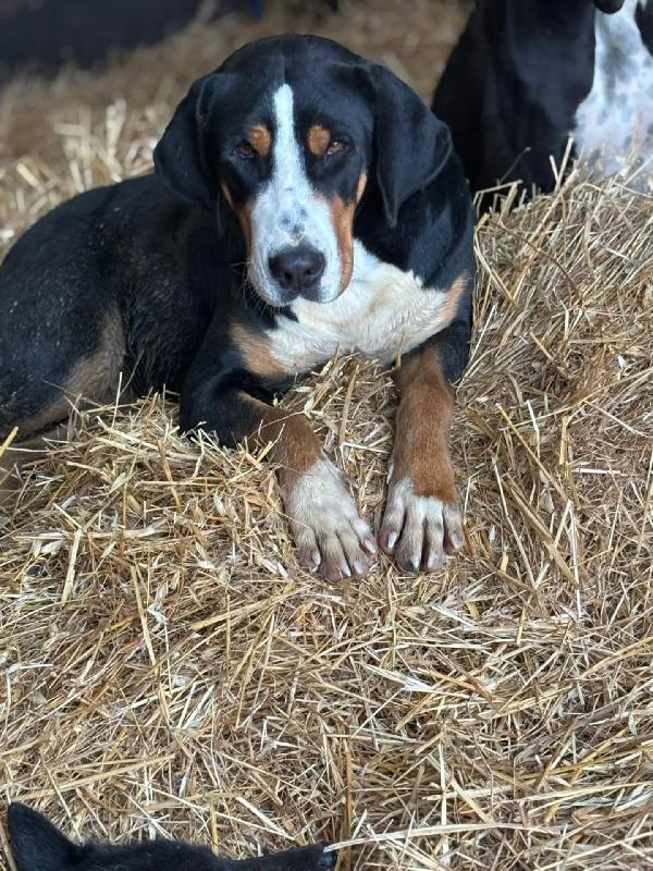 BELLA - grande bovaro svizzero 9 mesi cerca casa - in adozione Foto 3