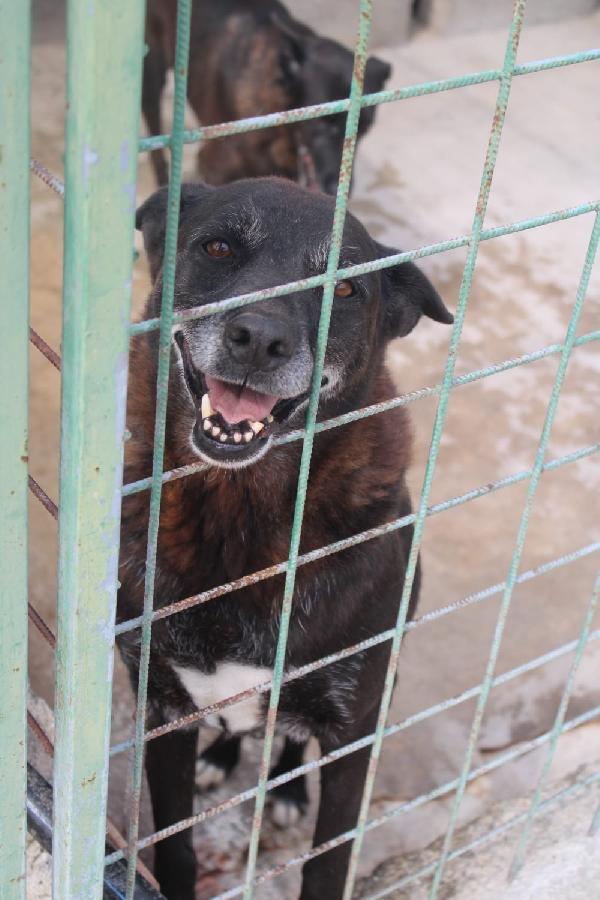 Dea E Zeus 14 Anni Taglia Media