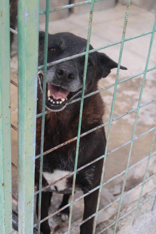 DEA E ZEUS 14 ANNI taglia media Foto 2