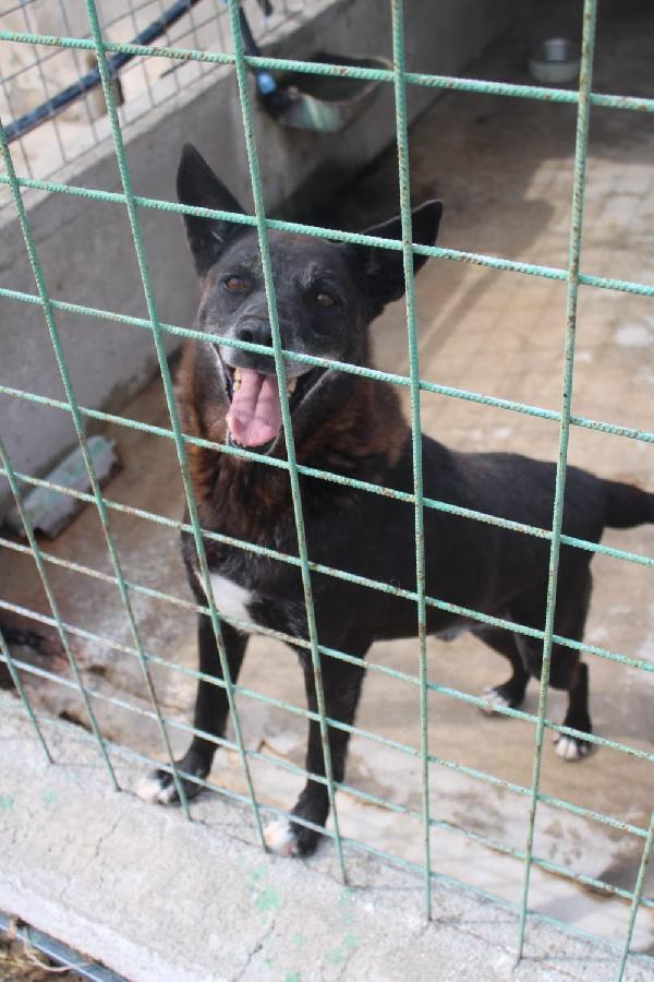 DEA E ZEUS 14 ANNI taglia media Foto 3