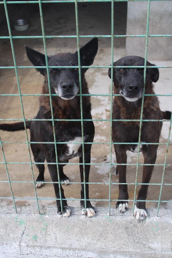 DEA E ZEUS 14 ANNI taglia media Foto 4