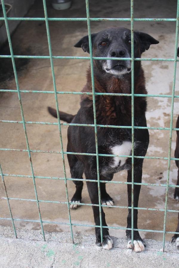 DEA E ZEUS 14 ANNI taglia media Foto 5