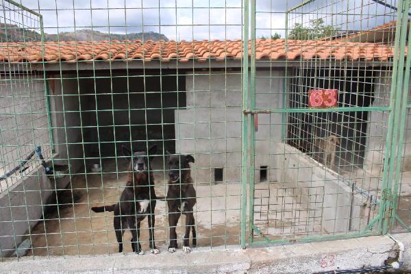 DEA E ZEUS 14 ANNI taglia media Foto 6