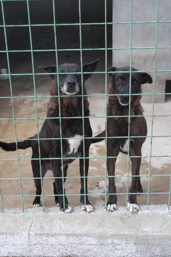 DEA E ZEUS 14 ANNI taglia media Foto 7