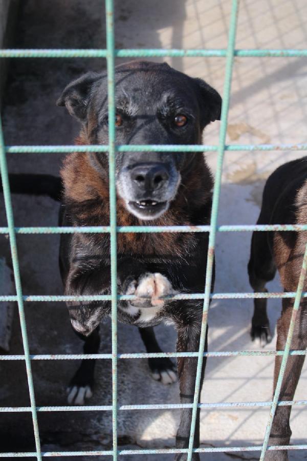 DEA E ZEUS 14 ANNI taglia media Foto 8