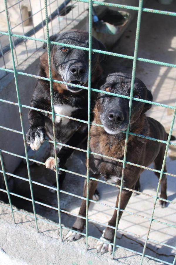 DEA E ZEUS 14 ANNI taglia media Foto 9