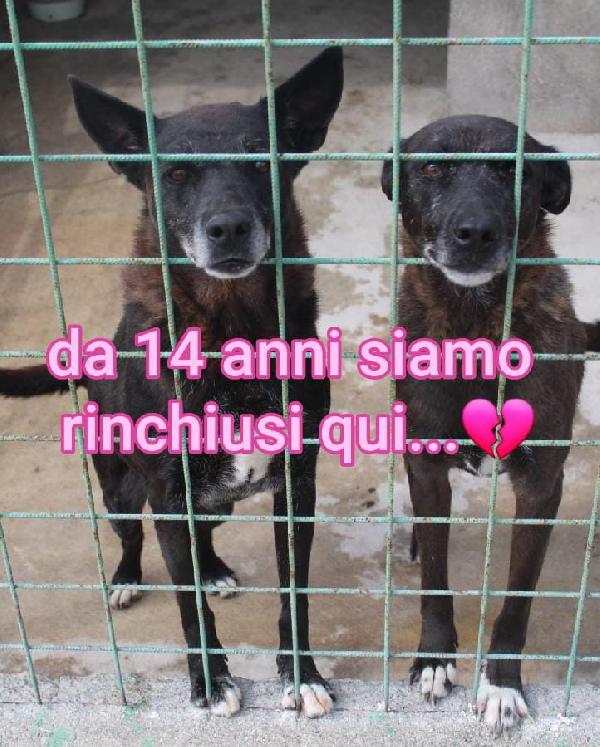 DEA E ZEUS 14 ANNI taglia media Foto 10