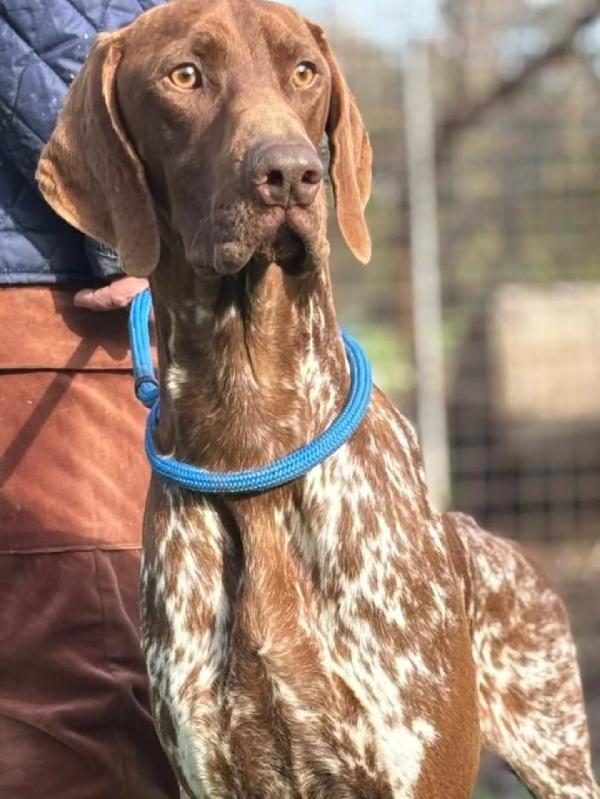 Alberto - bracco tedesco puro 7 mesi cerca casa - in adozione Foto 4