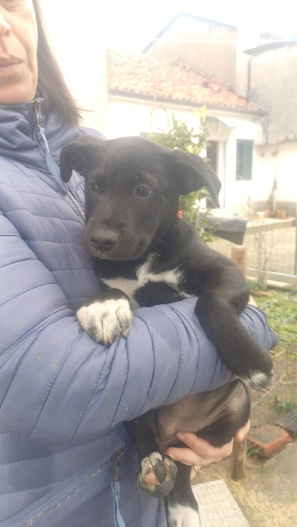 Cucciolotti meravigliosi  Foto 3