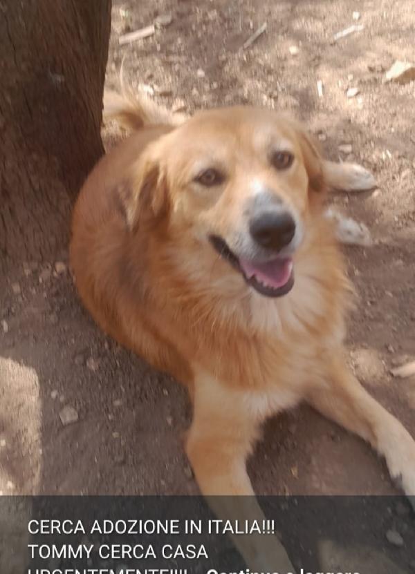 Tommi 18Mesi Medio Piccolo Super Urgente