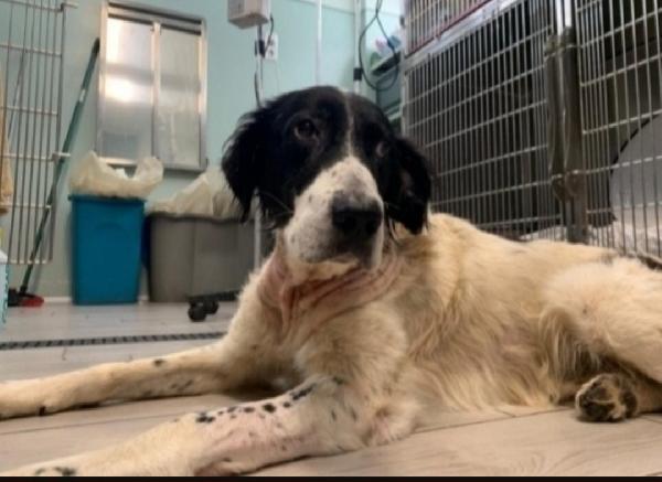 Alfredone 5Anni Finito In 1Pessimo Canile.calabria