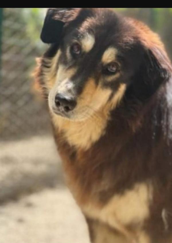 Lady Pelo Lungo 5Anni Salvata 3Anni Fa Da 1Lager