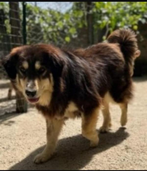 Lady pelo lungo 5anni salvata 3anni fa da 1lager Foto 2