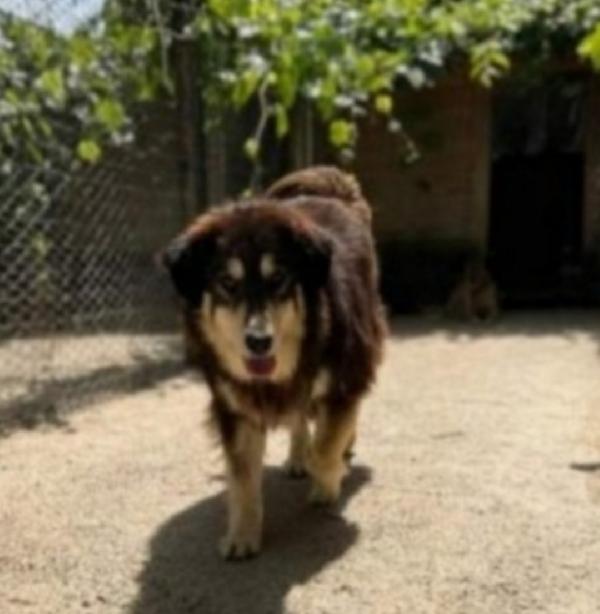 Lady pelo lungo 5anni salvata 3anni fa da 1lager Foto 3