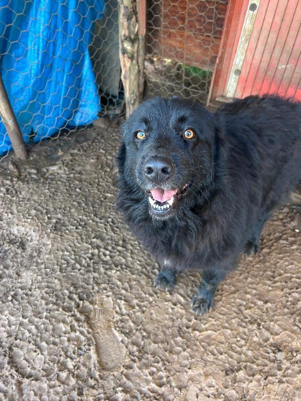 Masha splendida giovanotta cerca famiglia  Foto 2