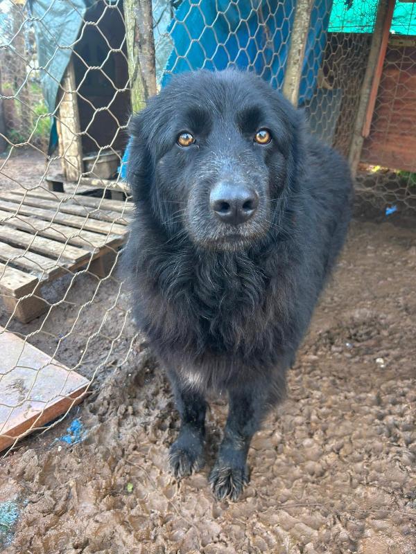 Masha splendida giovanotta cerca famiglia  Foto 3