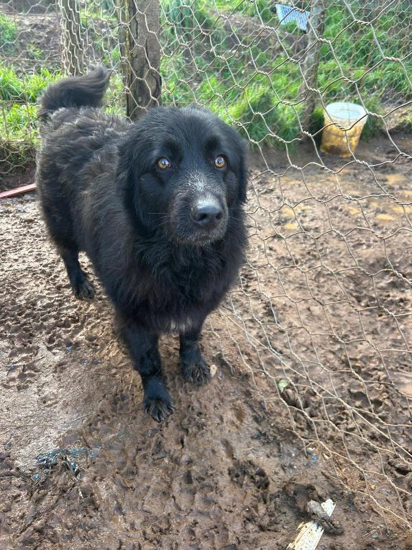 Masha splendida giovanotta cerca famiglia  Foto 5