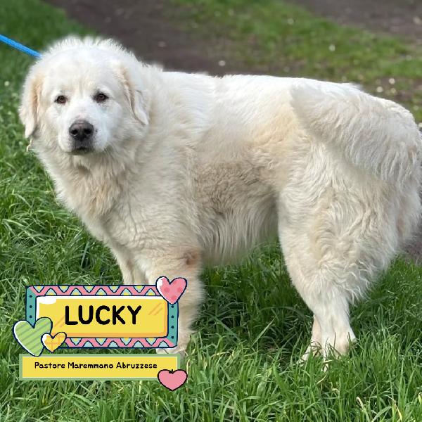 Lucky 5 Anni Cerca Casa - Rinuncia Di Proprietà - Pastore Maremmano Abruzzese