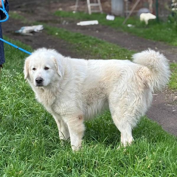 LUCKY 5 anni cerca casa - rinuncia di proprietà - pastore maremmano abruzzese Foto 2