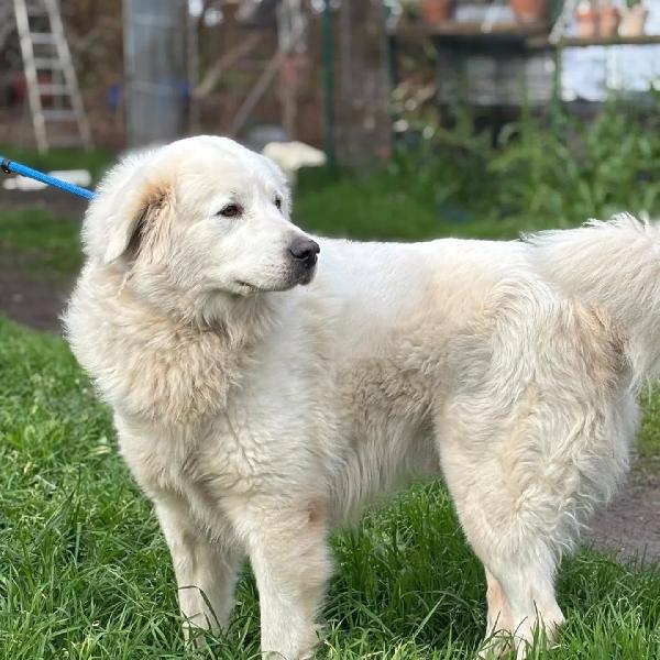 LUCKY 5 anni cerca casa - rinuncia di proprietà - pastore maremmano abruzzese Foto 3