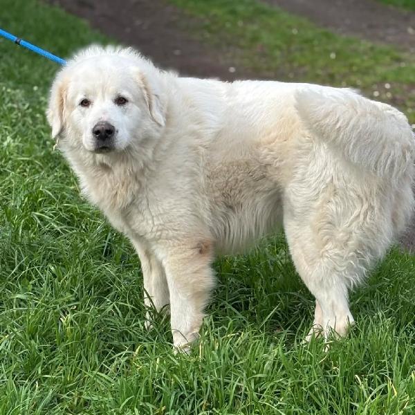 LUCKY 5 anni cerca casa - rinuncia di proprietà - pastore maremmano abruzzese Foto 4