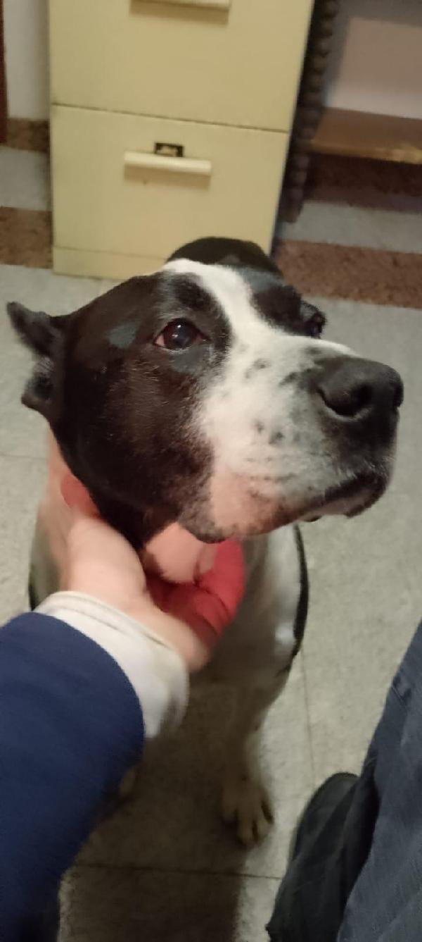 Ricky il cagnolone che riempie di baci Foto 2