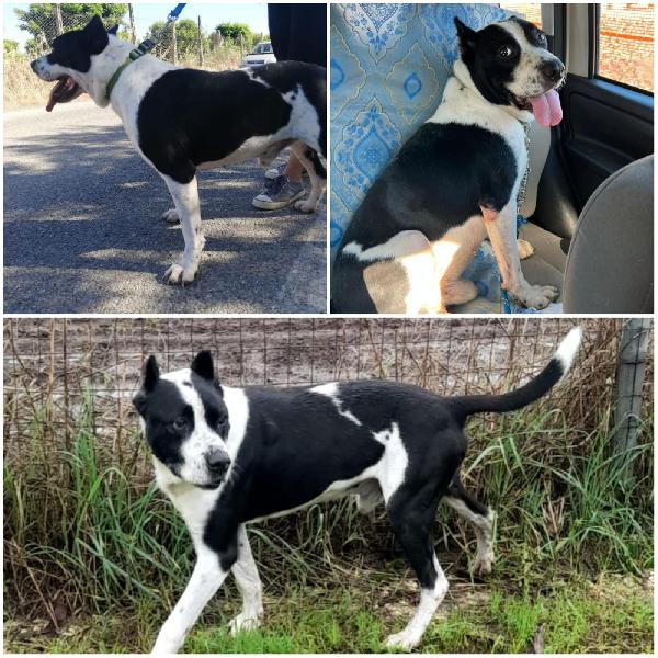 Ricky il cagnolone che riempie di baci Foto 3