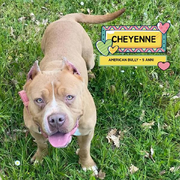 Cheyenne - American Bully 5 Anni Cerca Casa - In Adozione A Latina