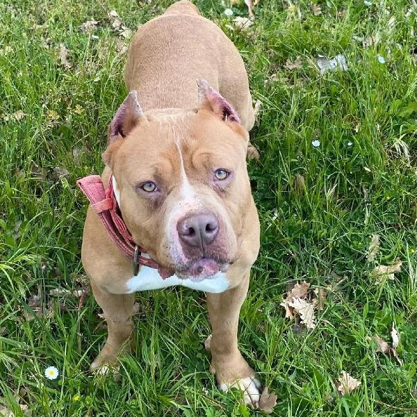 CHEYENNE - american bully 5 anni cerca casa - in adozione a Latina Foto 3