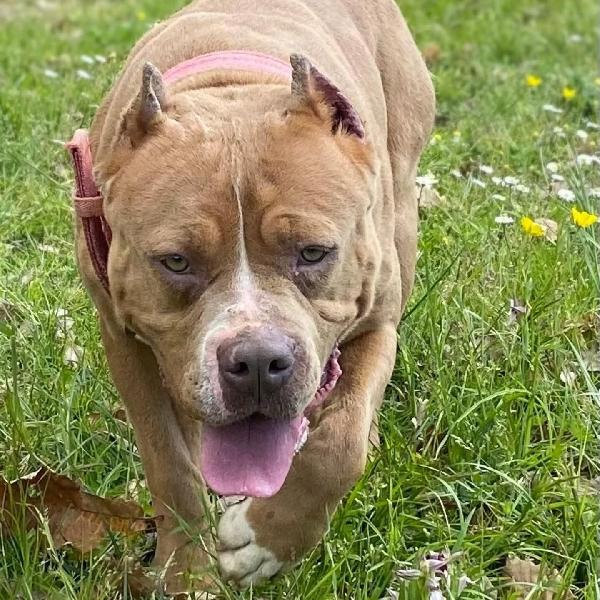 CHEYENNE - american bully 5 anni cerca casa - in adozione a Latina Foto 4