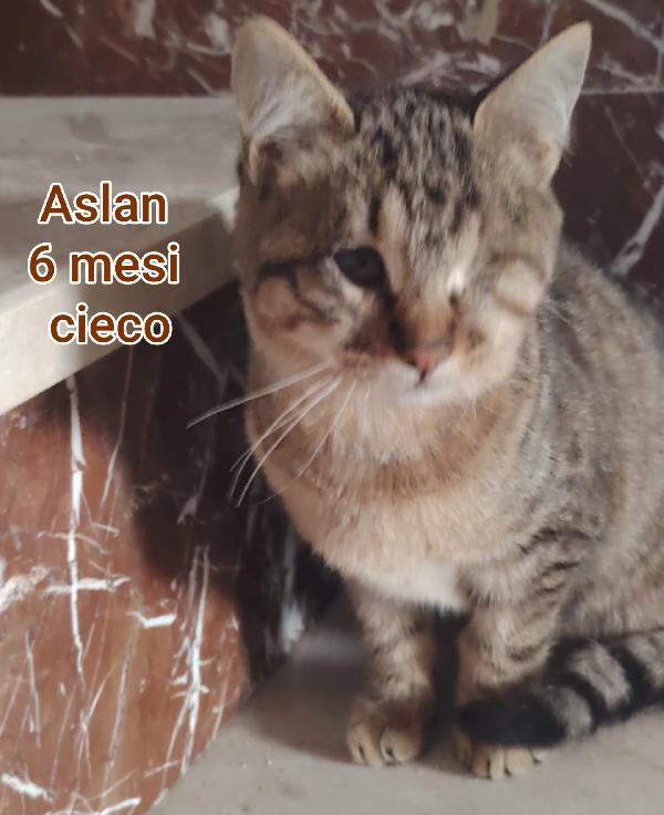 GATTINI DA SALVARE Foto 4