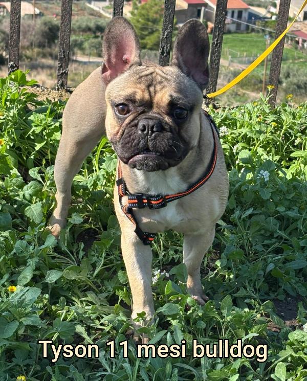 Tanti Cagnolini Taglia Piccola