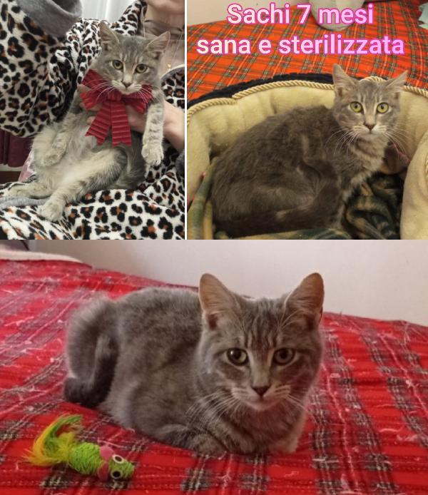 Micini Cercano Famiglia 