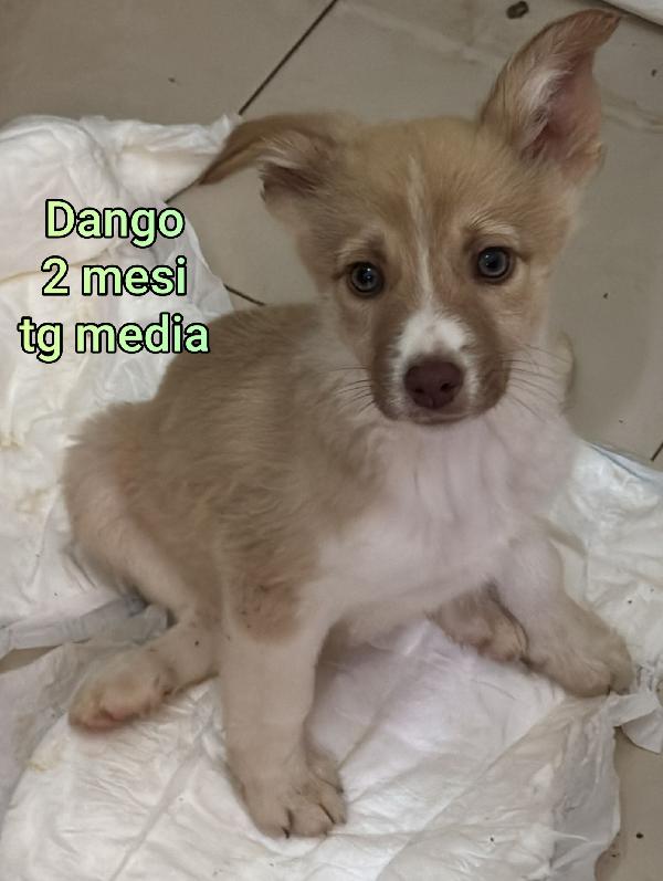 Troppi cuccioli abbandonati  Foto 2