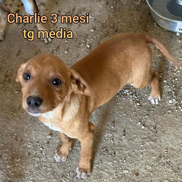 Troppi cuccioli abbandonati  Foto 3