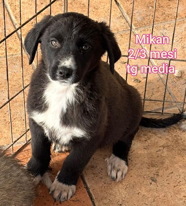 Troppi cuccioli abbandonati  Foto 9