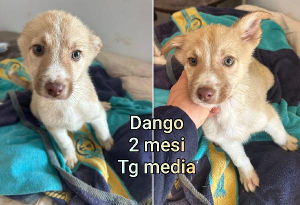 Troppi Cuccioli In Cerca Di Casa