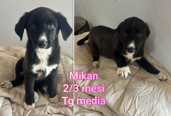 Troppi cuccioli in cerca di casa Foto 2