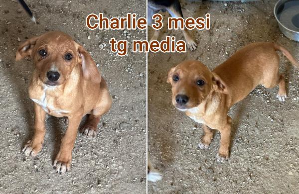 Troppi cuccioli in cerca di casa Foto 3