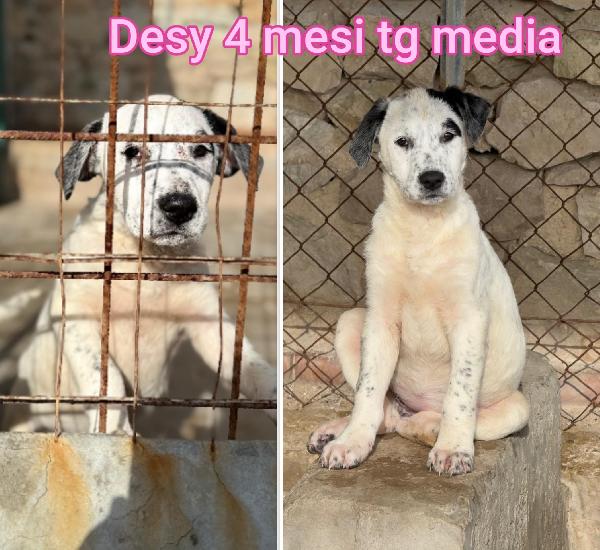 Troppi cuccioli in cerca di casa Foto 4