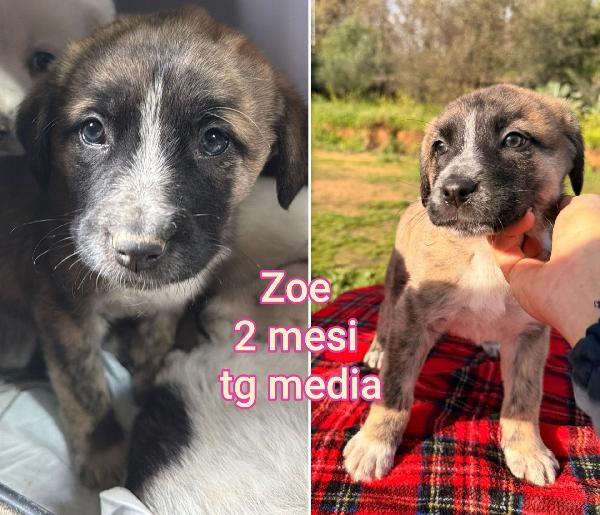 Troppi cuccioli in cerca di casa Foto 5