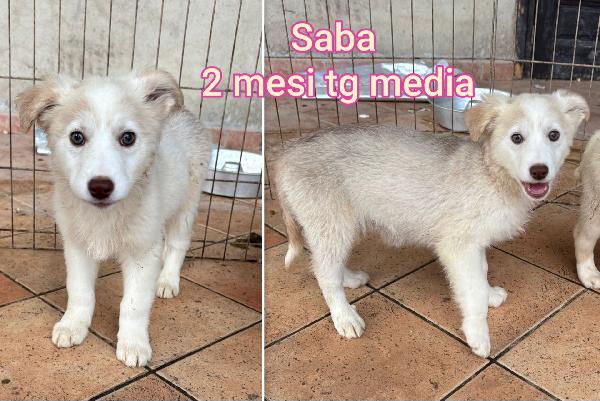 Troppi cuccioli in cerca di casa Foto 8