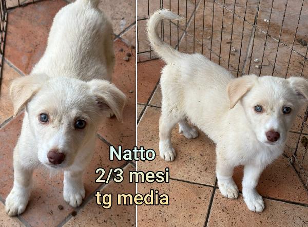 Troppi cuccioli in cerca di casa Foto 9