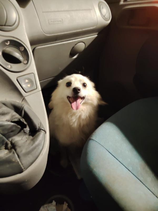 Bianca. Taglia piccola. Foto 3