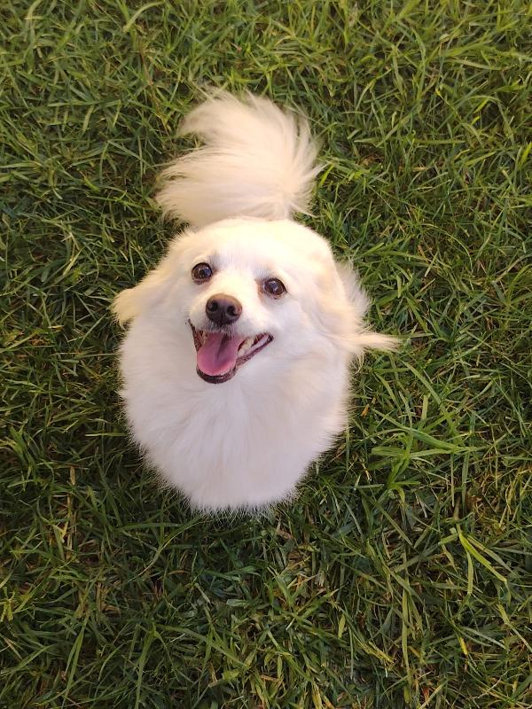 Bianca. Taglia piccola. Foto 4