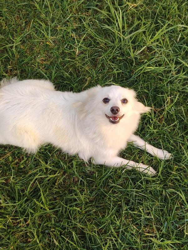 Bianca. Taglia piccola. Foto 5