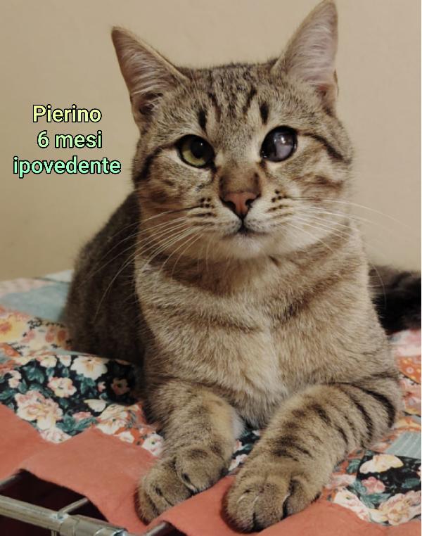 ADOTTA UN GATTINO Foto 7
