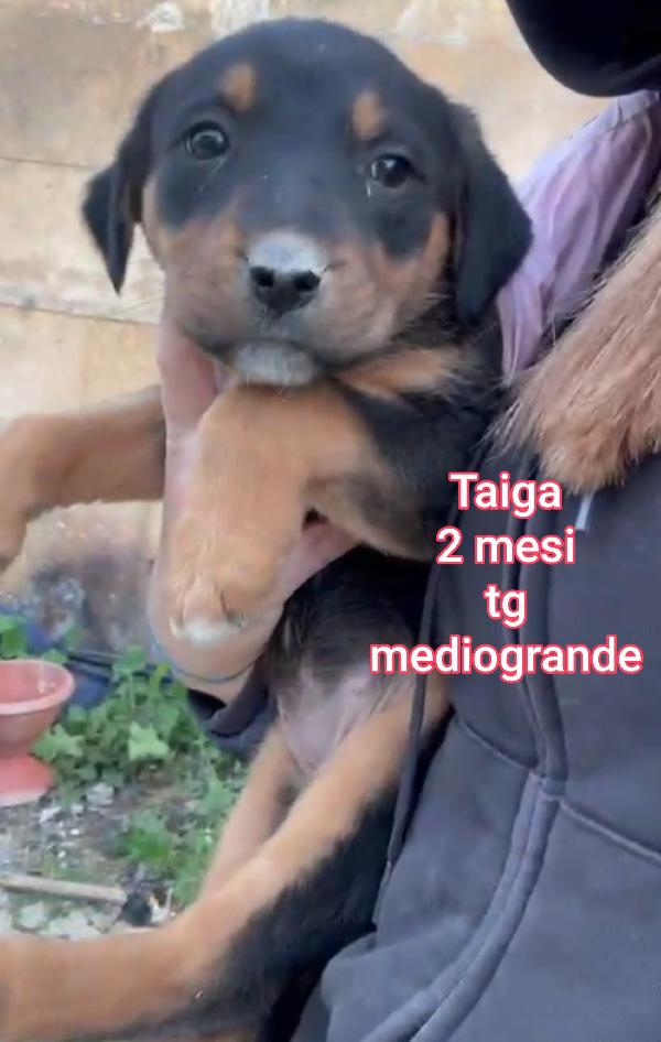 SALVA UN CUCCIOLO! Foto 11