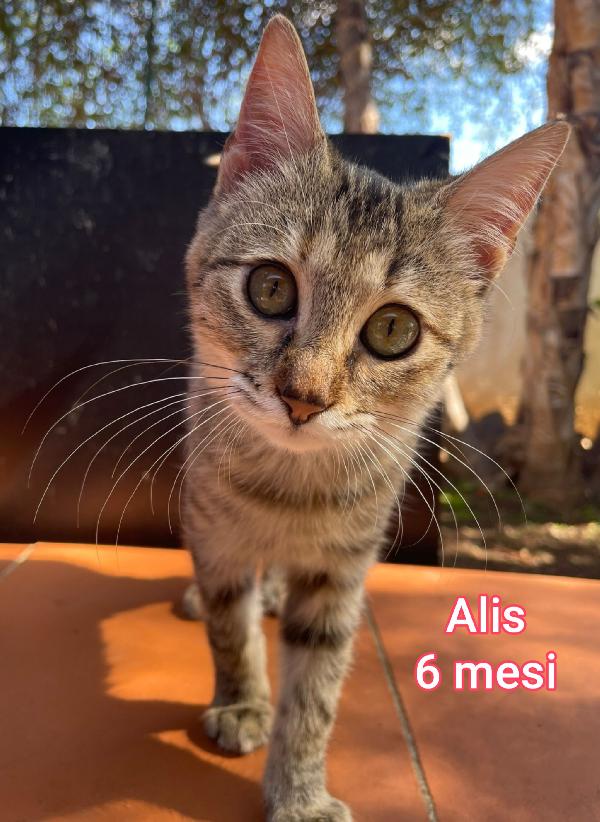 ADOZIONI MICINI BISOGNOSI  Foto 4