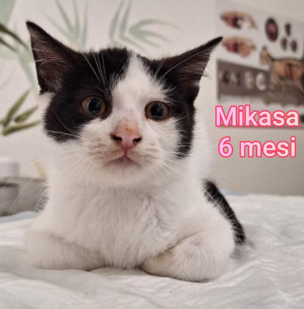 ADOZIONI MICINI BISOGNOSI  Foto 6